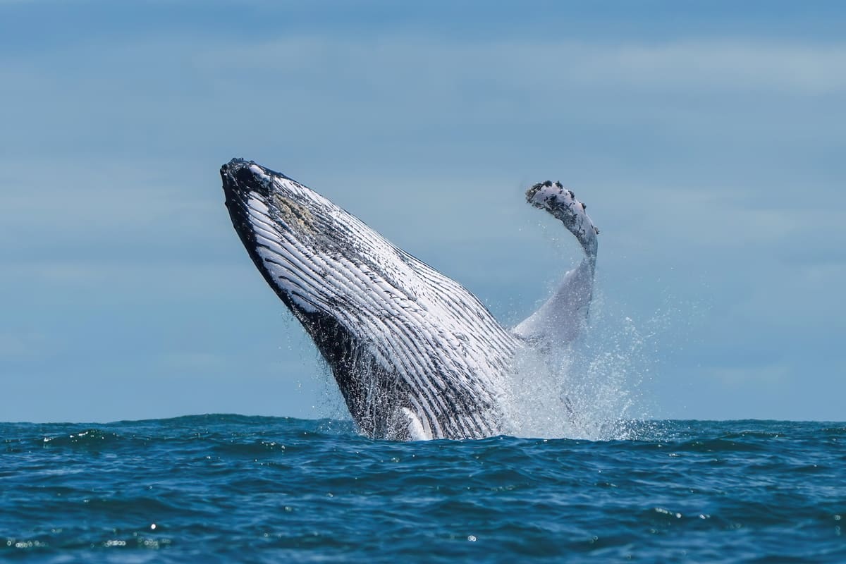 Humpback whale breaching - whale watching cruises from Barnstable Harbor reach Stellwagen Bank sanctuary