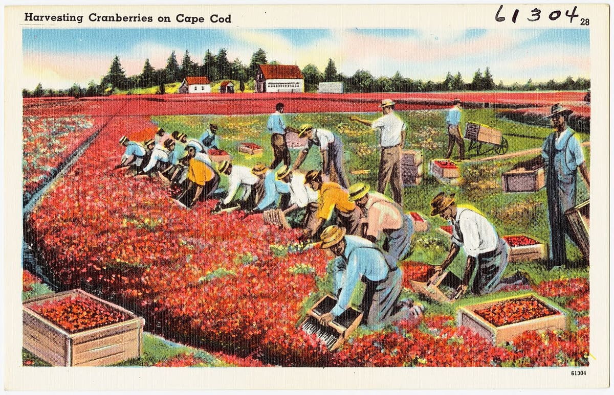 Kettle chip production line - the process behind Cape Cod's iconic kettle-cooked potato chips